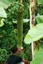 Fruiting banana trees