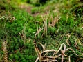 The fruiting bodies of the beech coral can be up to 40 cm. bush-like