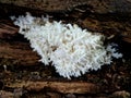 The fruiting bodies of the beech coral can be up to 40 cm. bush-like