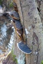 Fruiting bodies of black tree fungus on a dead alder tree 2021