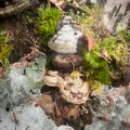 Fruiting Bodies of a Bracket Fungus with Moss and Ice
