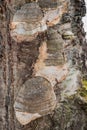 Fruiting Bodies of a Bracket Fungus