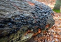 The fruiting bodies are first spherical, later conical to shallowly cup shaped. brownblack, rust-brown. Black grained outer side.