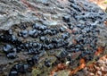 The fruiting bodies are first spherical, later conical to shallowly cup shaped. brownblack, rust-brown. Black grained outer side.