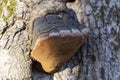 Fruiting bodies of Fomitiporia robusta on the trunk of the common oak. Fomitiporia robusta is a parasitic fungus of the common oak