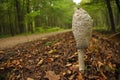 Fruiting bodies of the fungus, aspergillus. Bialowieza Forest, primary forest