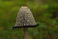 Fruiting bodies of the fungus, aspergillus. Bialowieza Forest, primary forest