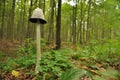 Fruiting bodies of the fungus, aspergillus. Bialowieza Forest, primary forest