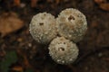 Fruiting bodies of the fungus, aspergillus. Bialowieza Forest, primary forest