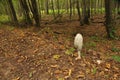 Fruiting bodies of the fungus, aspergillus. Bialowieza Forest