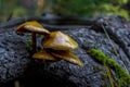 Gymnopilus Fungi