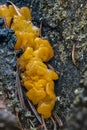 Fruiting Bodies of an Orange Jelly Fungus