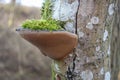 Fruiting bodies of tree fungus overgrown with moss on a dead alder tree 2021