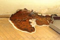Fruiting body of dry rot growing on parquet Royalty Free Stock Photo
