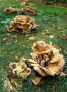 Fruiting body of a giant polypore