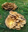 Fruiting body of a giant polypore