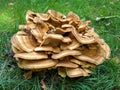 Fruiting body of a giant polypore