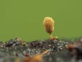 Fruiting body of a golden apple slime mold, Arcyria pomiformis, on rotten wood cECP 2022