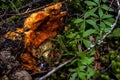 Fruiting Body of the Lobster Mushroom