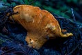 Fruiting Body of the Lobster Mushroom