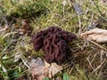 The fruiting body or mushroom of the False Morel (gyromitra esculenta) with irregular brain shaped dark brown cap Royalty Free Stock Photo