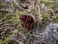 The fruiting body or mushroom of the False Morel or Turban Fungus (gyromitra esculenta) Royalty Free Stock Photo