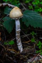 Stropharia Mushroom Royalty Free Stock Photo