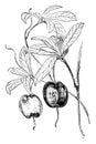 Fruiting Branch of Billardiera Longiflora vintage illustration