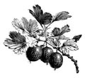 Fruiting Branch of Gooseberry vintage illustration