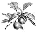 Fruiting Branch of Green Gage Plum vintage illustration