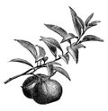 Fruiting Branch of Mandarin Orange vintage illustration