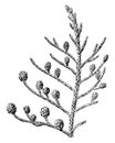 Fruiting Branch of Microcachrys Tetragona vintage illustration