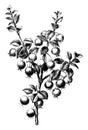 Fruiting Branch of Myrtus Ugni vintage illustration