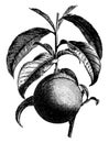 Fruiting Branch of Nectarine vintage illustration