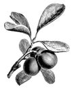 Fruiting Branch of Plum vintage illustration