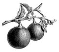 Fruiting Branch of Round Aubergine vintage illustration