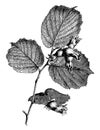 Fruiting, Branchlet, Filbert, nuts, Hazelnut, hazel vintage illustration