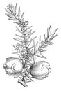 Fruiting Branchlet of Juniperus Drupacea vintage illustration