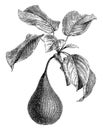 Fruiting Branchlet of Pear vintage illustration