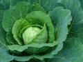 Fruiting cabbage head Royalty Free Stock Photo