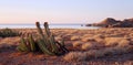 Fruiting cactus on the island