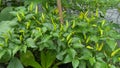 Fruiting chili plant for spicy recipe food