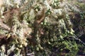 A fruiting Cholla Cactus, Cylindropuntia fulgida, in the Arizona desert Royalty Free Stock Photo