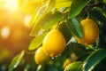 Fruiting citrus branches with organic ripe lemons with wter drops growing on branches with green leaves in sunny garden