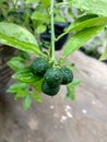 fruiting citrus photo ce