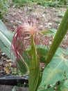 A fruiting corn plant with pink hair Royalty Free Stock Photo