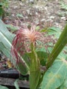 A fruiting corn plant with pink hair Royalty Free Stock Photo