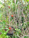 Fruiting on dry branches Royalty Free Stock Photo