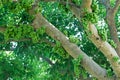 Fruiting fig tree in nature, Cluster fig tree, thailand fig tree