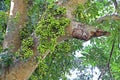 Fruiting fig tree in nature, Cluster fig tree, Indian fig tree , Ficus racemosa Royalty Free Stock Photo